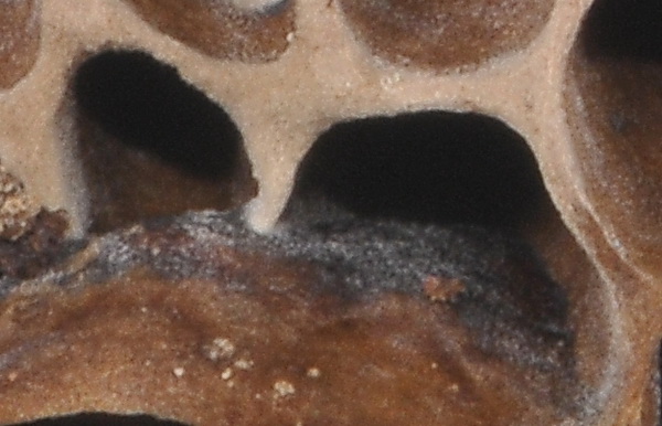 Quizzzzzzzzzzzzzz  serio - Alveare o fungo?